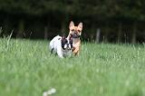 BOULEDOGUE FRANCAIS 1005